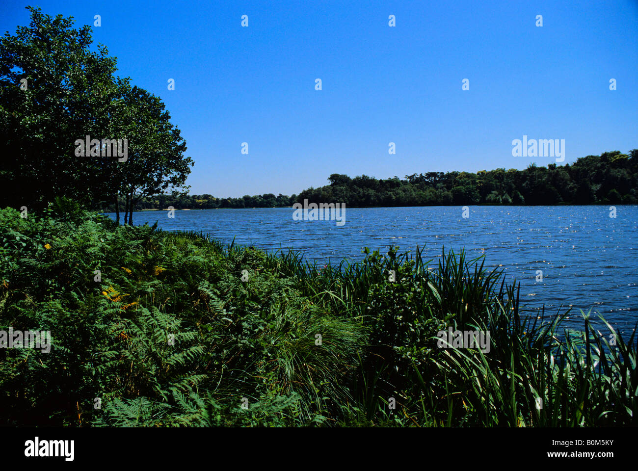 Virginia Water, Surrey, England, UK Stockfoto