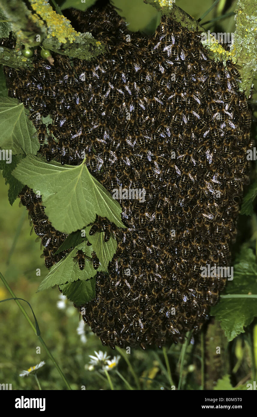 Schwarm von Honigbienen. Stockfoto