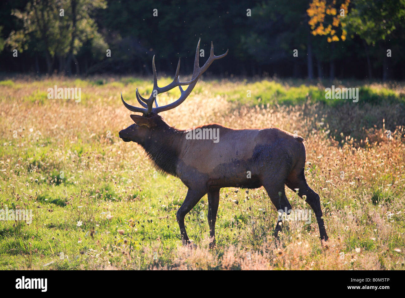 NORTH AMERICAN ELK CERVUS ELAPHUS ALIAS WAPITI IN ELK GROVE VILLAGE ILLINOIS, USA Stockfoto