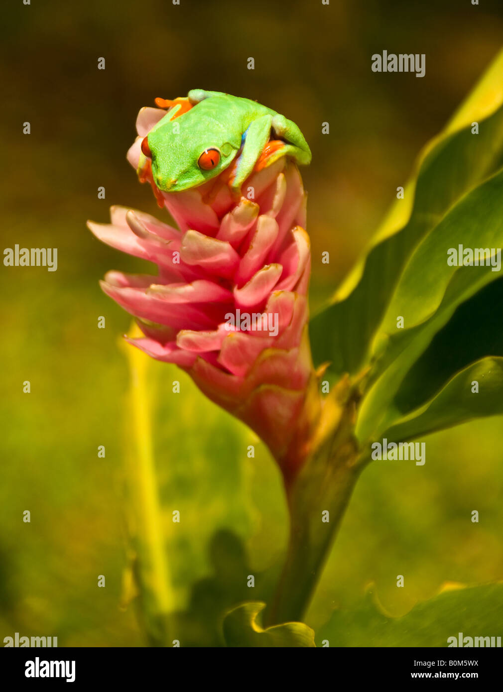 COSTA RICA Red Eyed Laubfrosch ruht auf asiatischen Ginger Flower Stockfoto