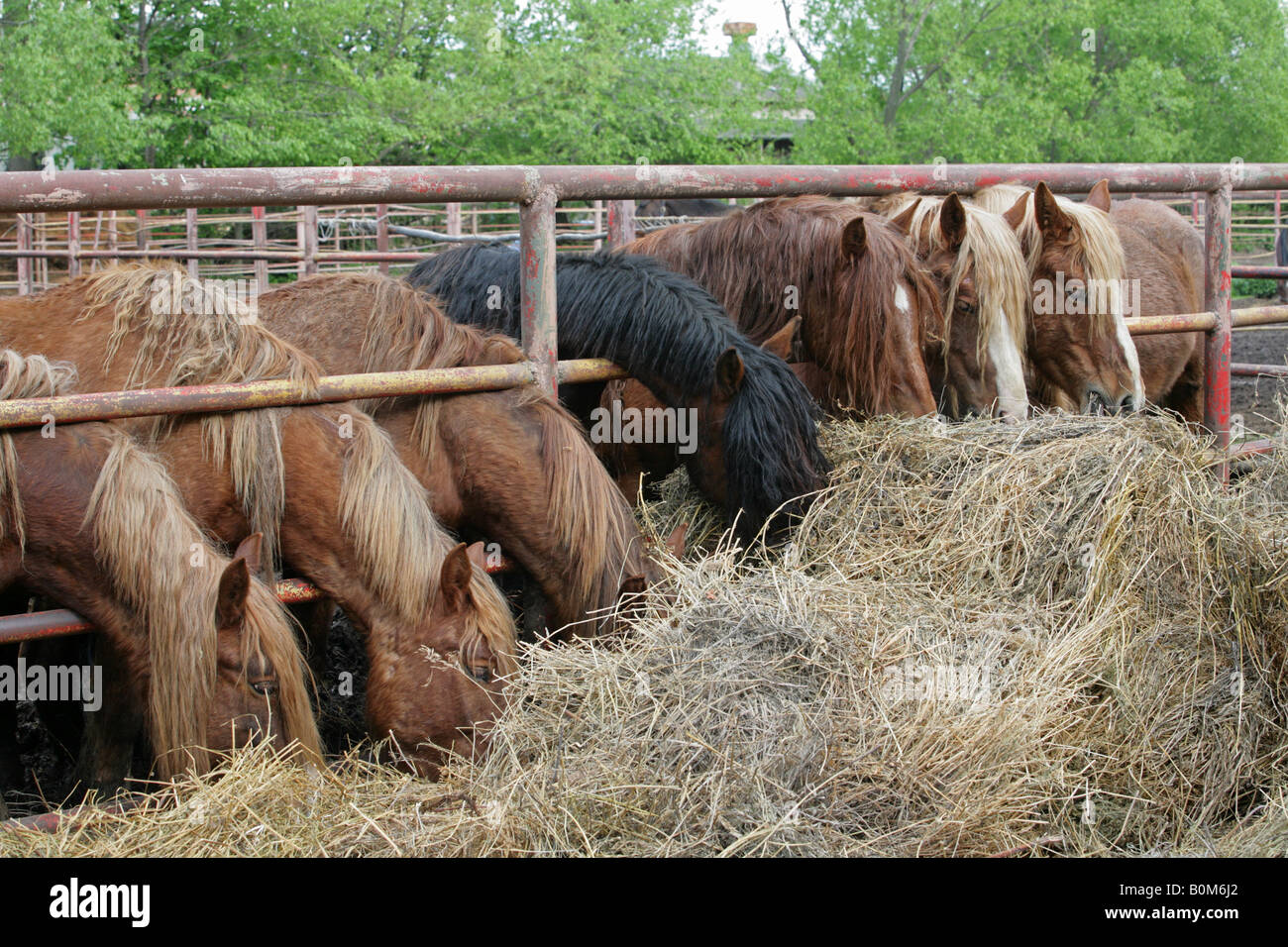 Kutsche Pferd im russischen Hof Stockfoto