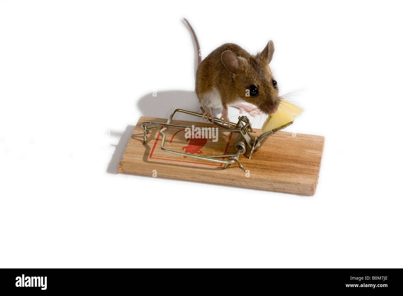 Maus, rund um den Käse Köder auf eine Mausefalle zu nehmen Stockfotografie  - Alamy