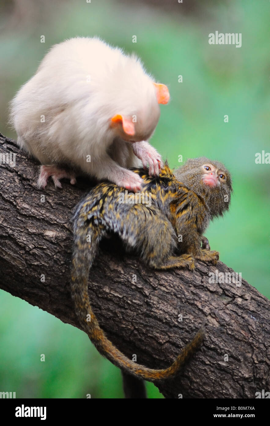 Pygmy Marmoset präparierte von silbrig Marmoset im Londoner Zoo (nur zur redaktionellen Nutzung) Stockfoto