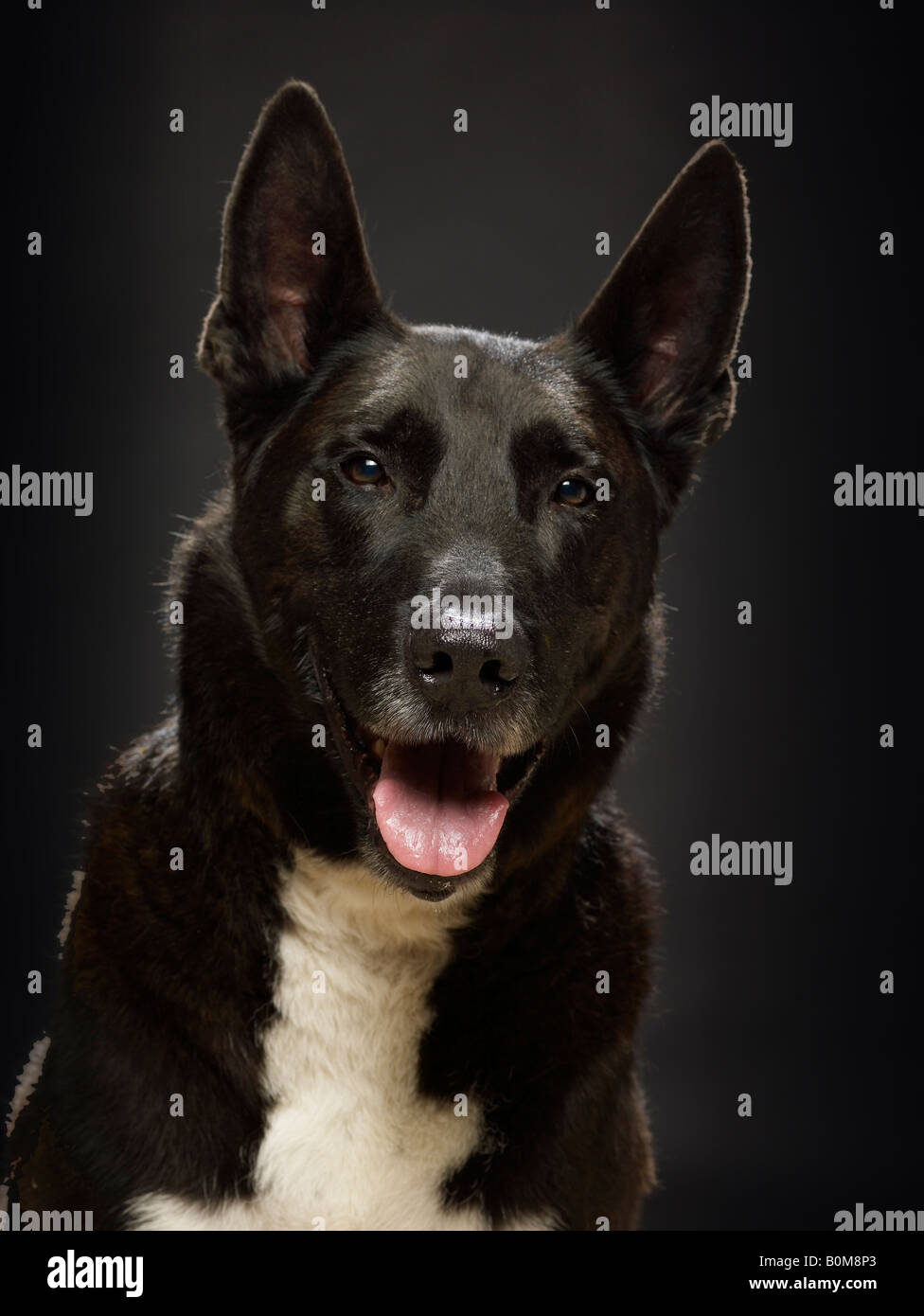 Porträt eines Mastiff Stockfoto