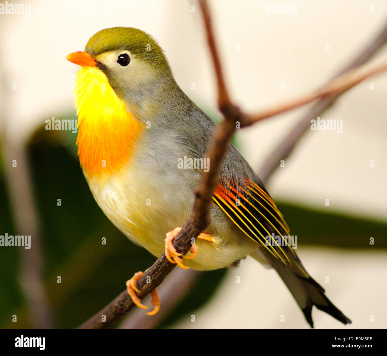 Rot in Rechnung gestellt Leiothrix (Peking Robin) im Londoner Zoo (nur zur redaktionellen Verwendung) Stockfoto