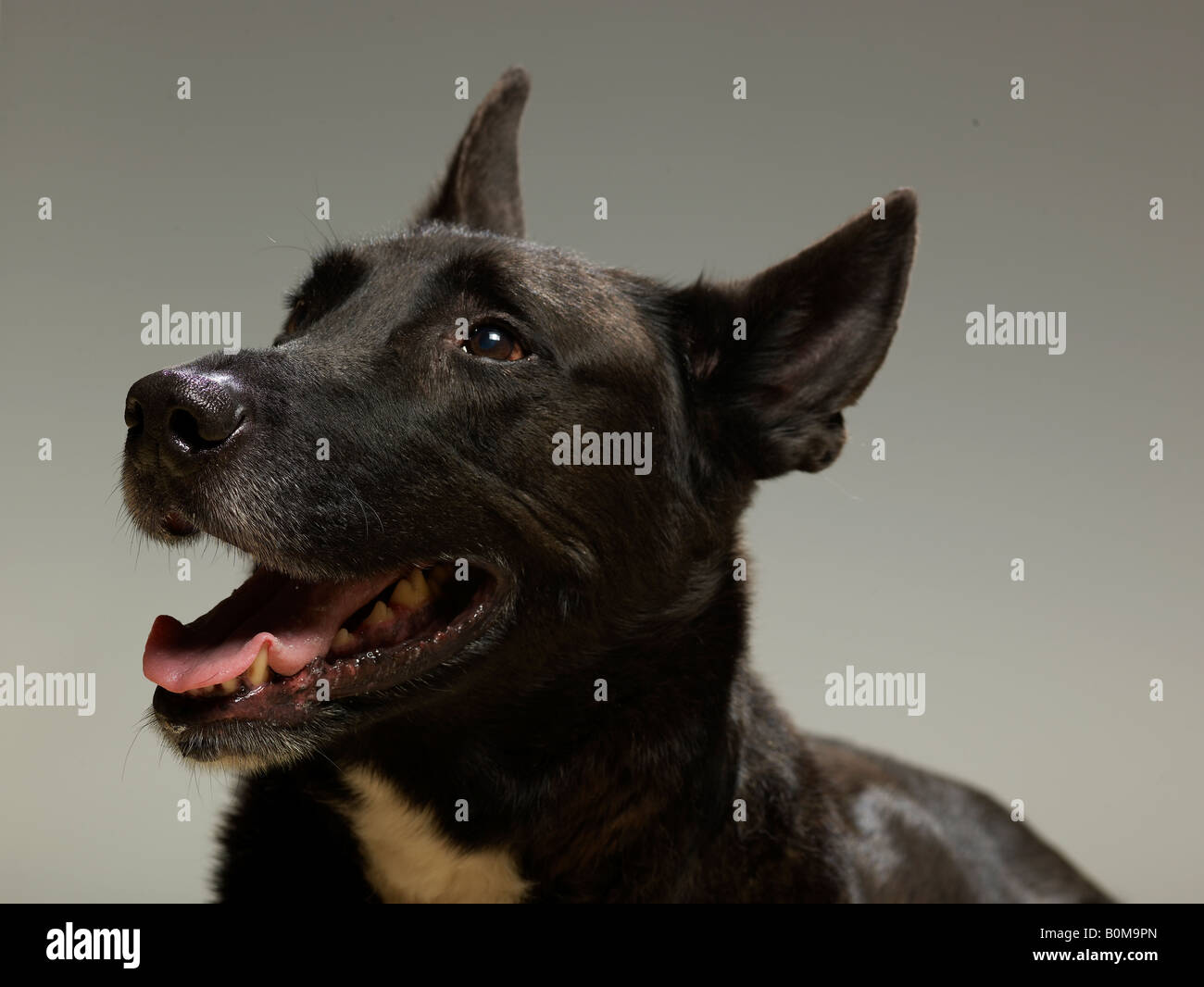 Porträt eines Mastiff Stockfoto