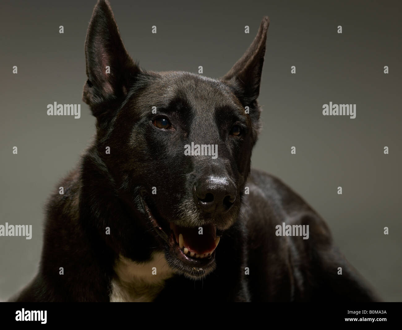 Porträt eines Mastiff Stockfoto