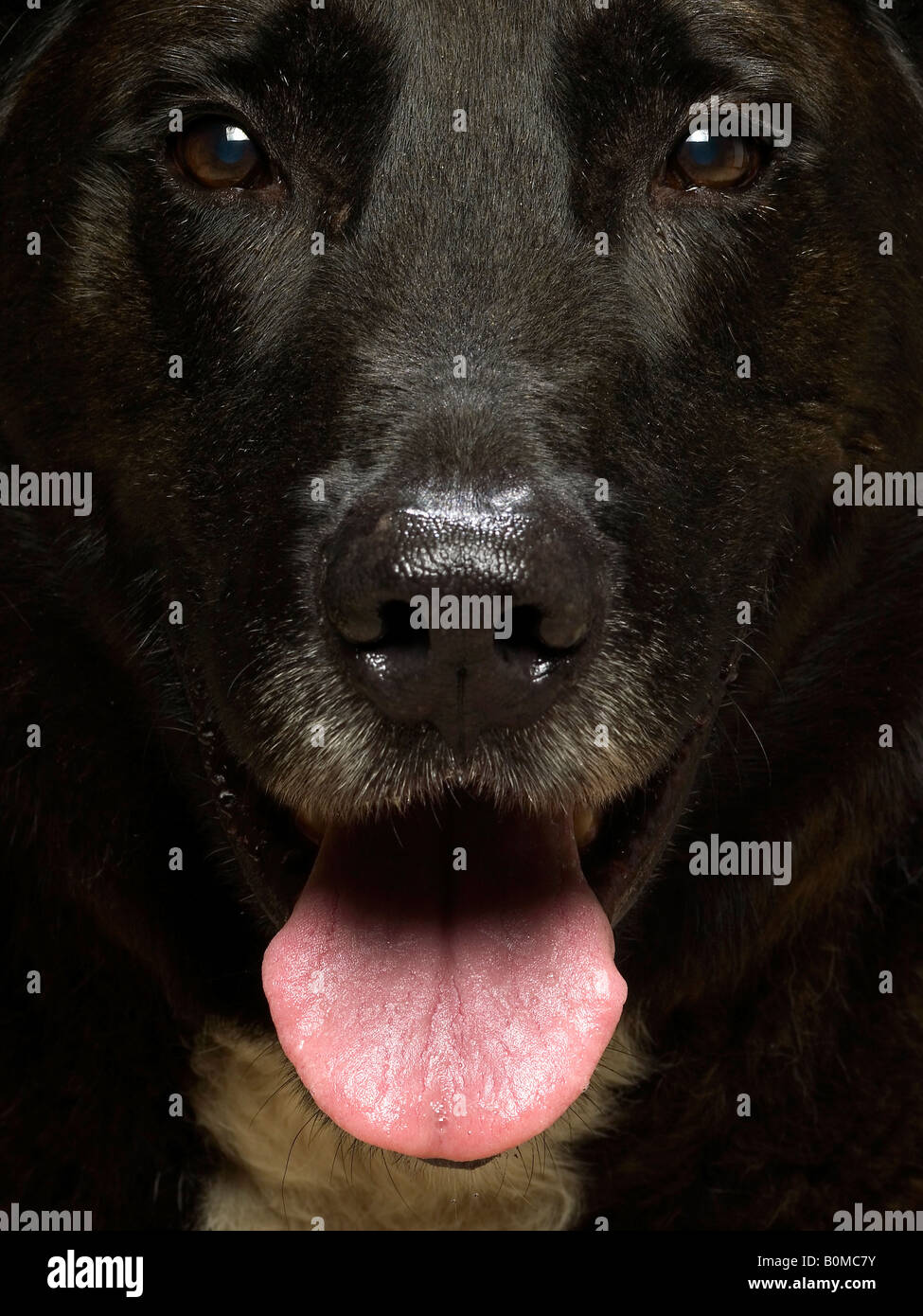 Porträt eines Mastiff Stockfoto