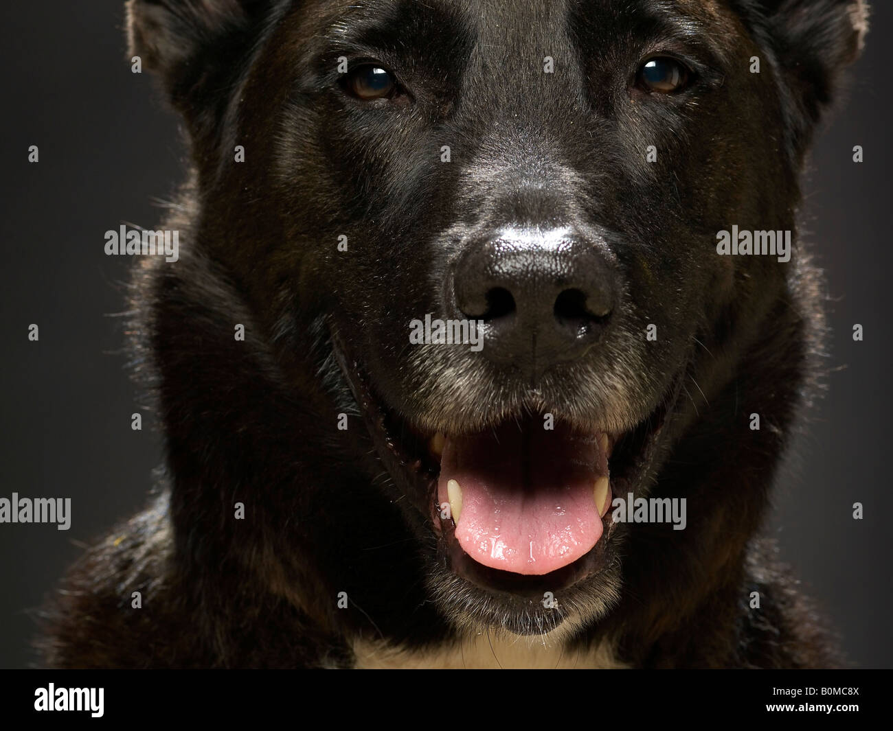 Porträt eines Mastiff Stockfoto