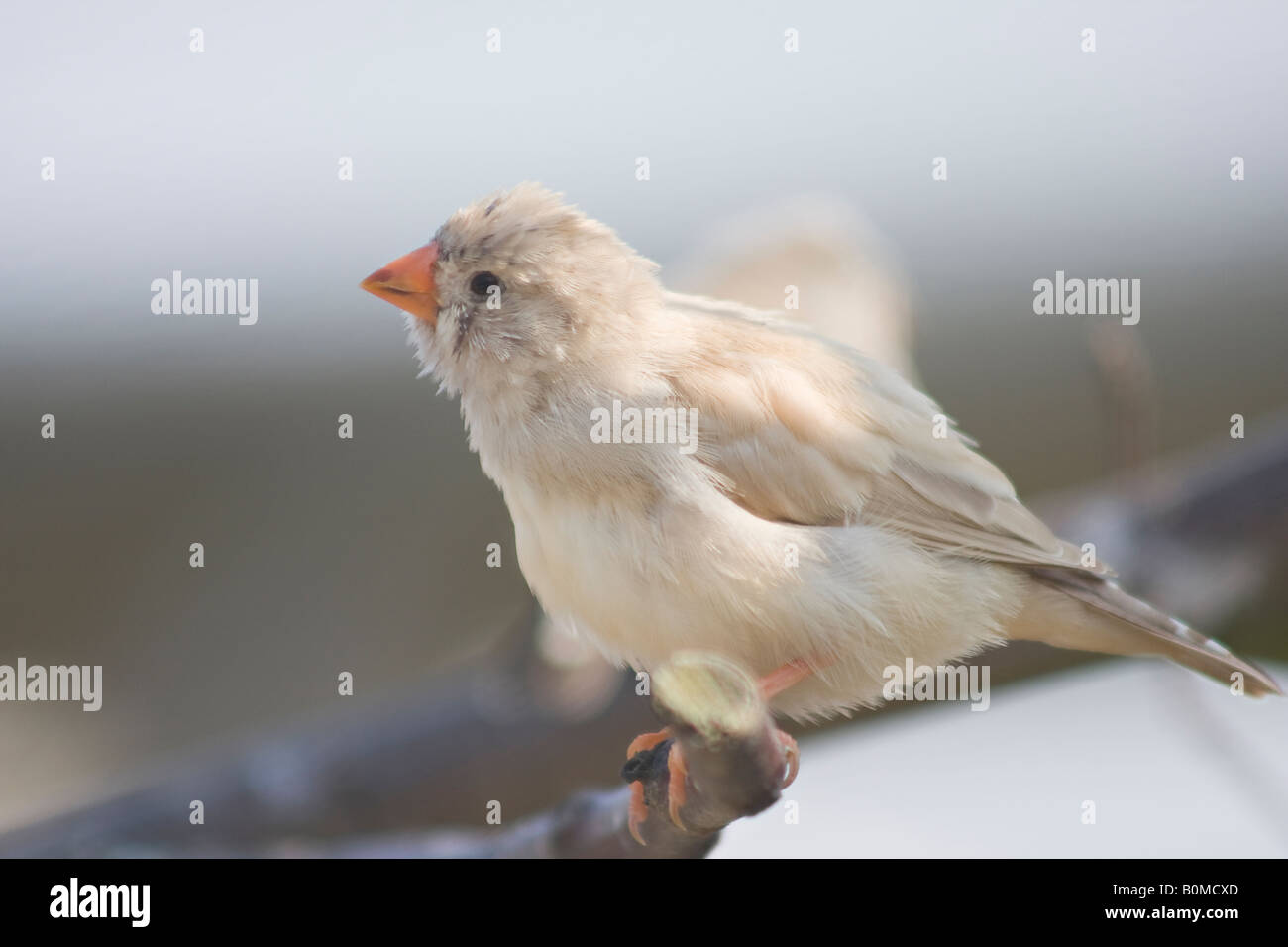 Die junge Zebrafintin (Taeniopygia guttata) thront im Frühling auf einem Baumzweig Stockfoto
