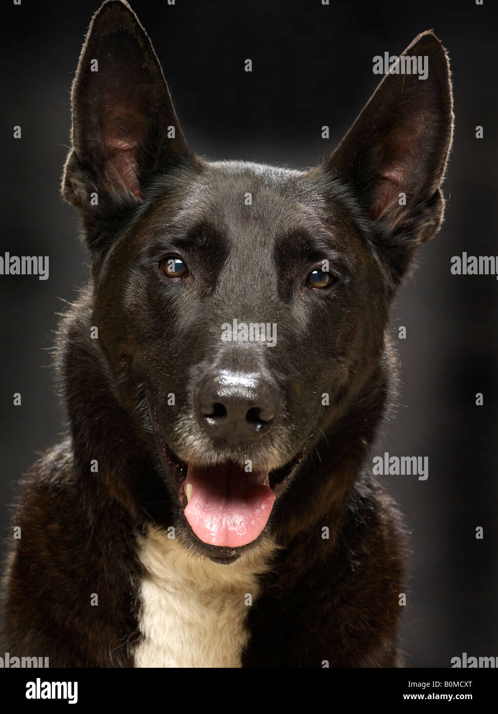 Porträt eines Mastiff Stockfoto