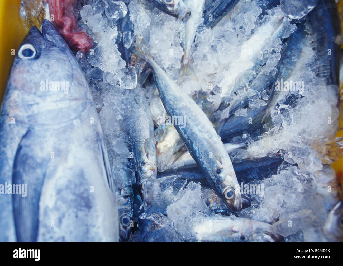 Detail der Fische auf Eis Eimer Stockfoto
