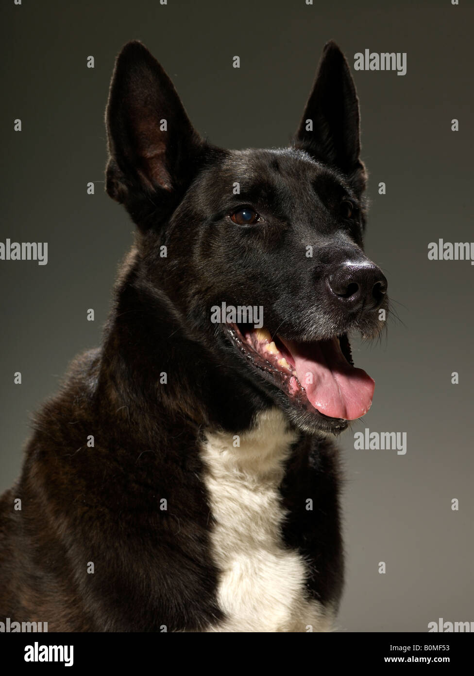Porträt eines Mastiff Stockfoto