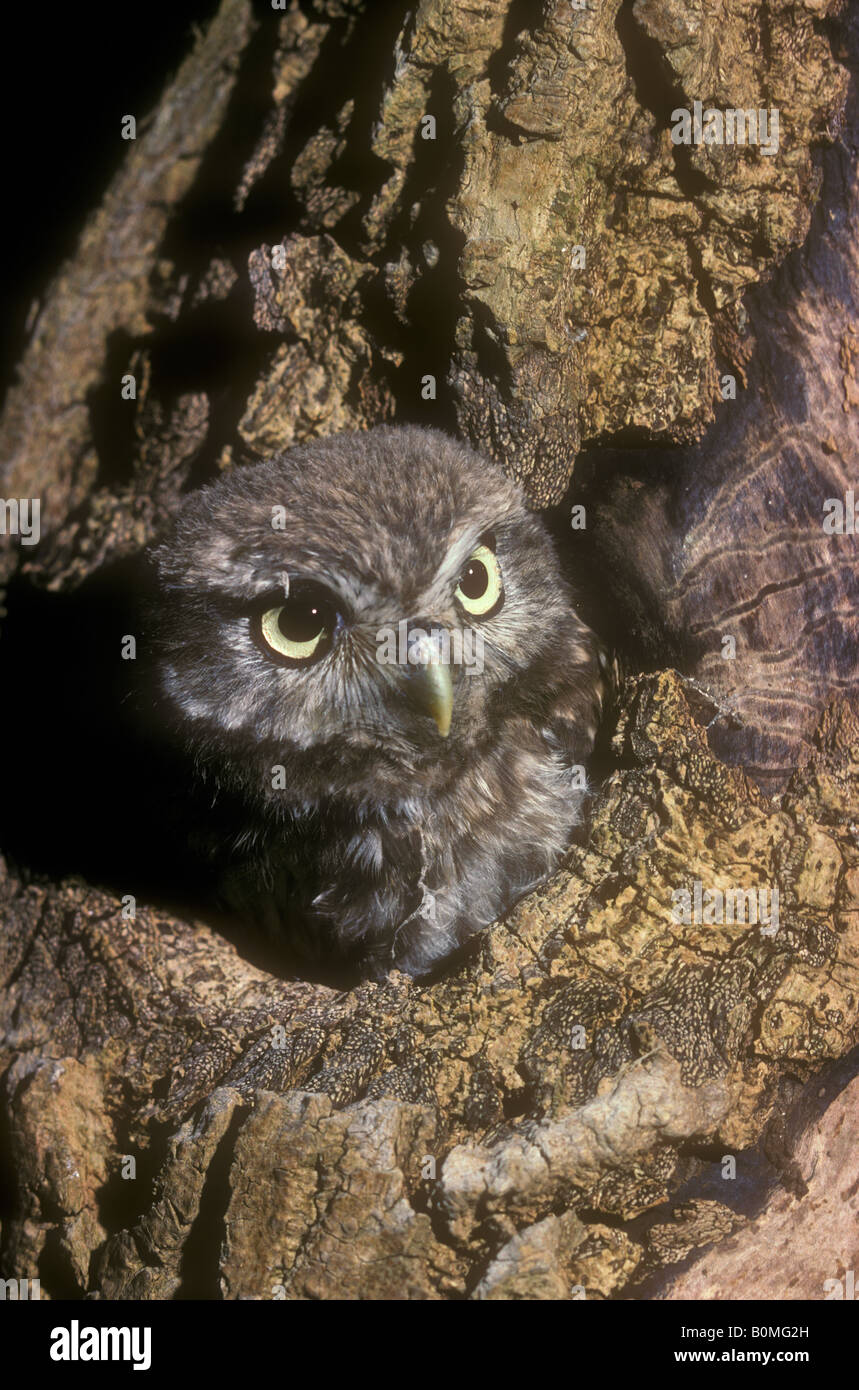 Steinkauz-Küken aus dem Nest Loch suchen Stockfoto