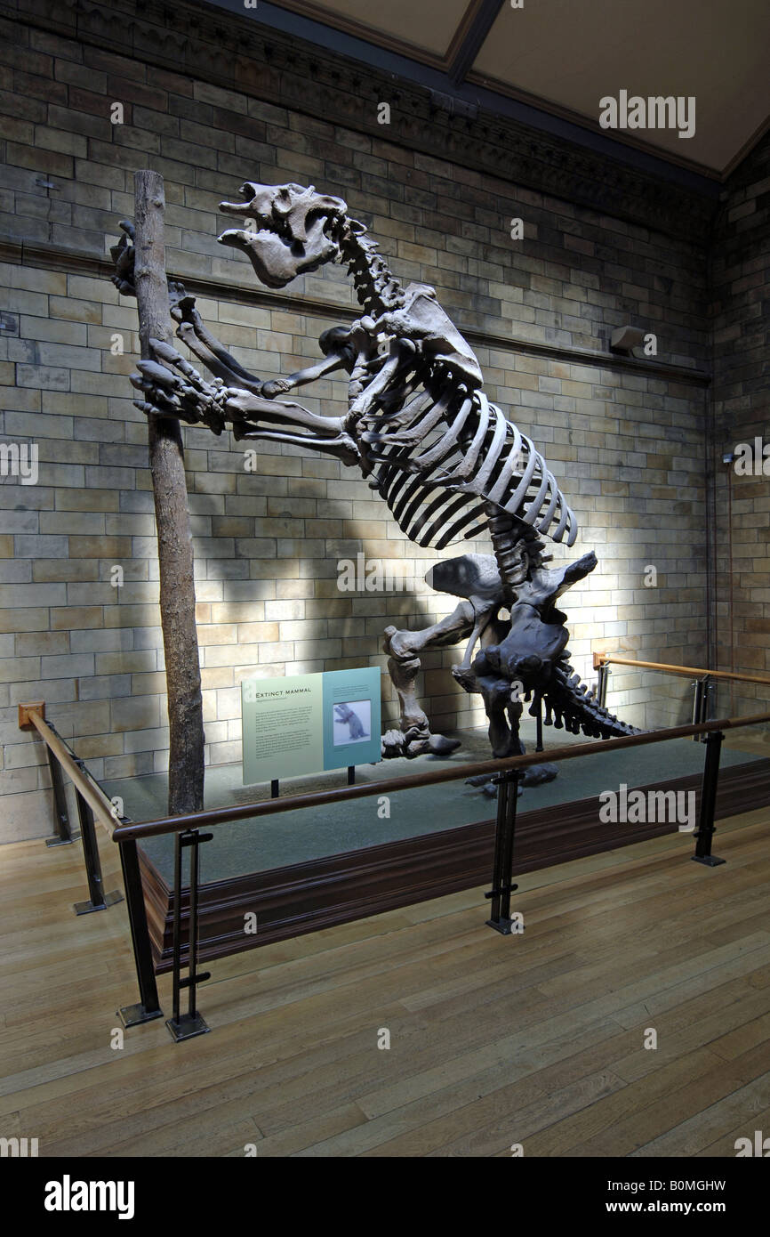 Skelett des ausgestorbenen Riesen Boden Faultier Megatherium Americanum im Natural History Museum London Stockfoto