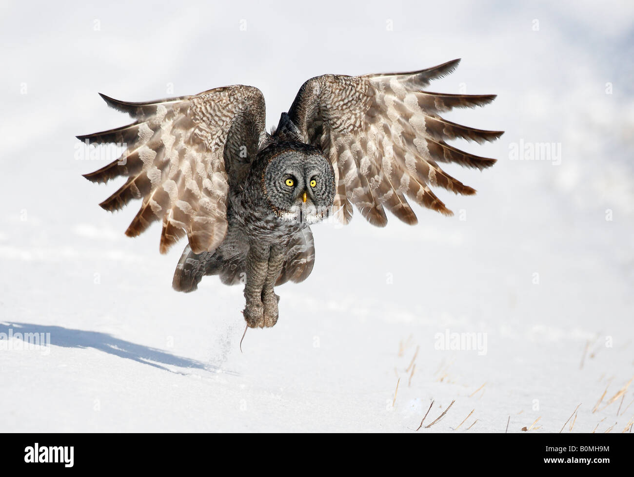 Große graue Eule Strix Nebulosa Jagd März Kanada, Chouette Lapone (Französisch), Cárabo Lapòn (Spanisch) Stockfoto