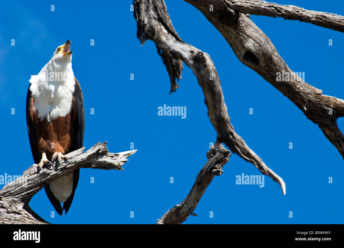 Close up African Fish Eagle, Haliaeetus Vocifer Schnabel öffnen sich Aufruf thront auf Toten grauen Ast gegen den schönen blauen Himmel Hintergrund Stockfoto
