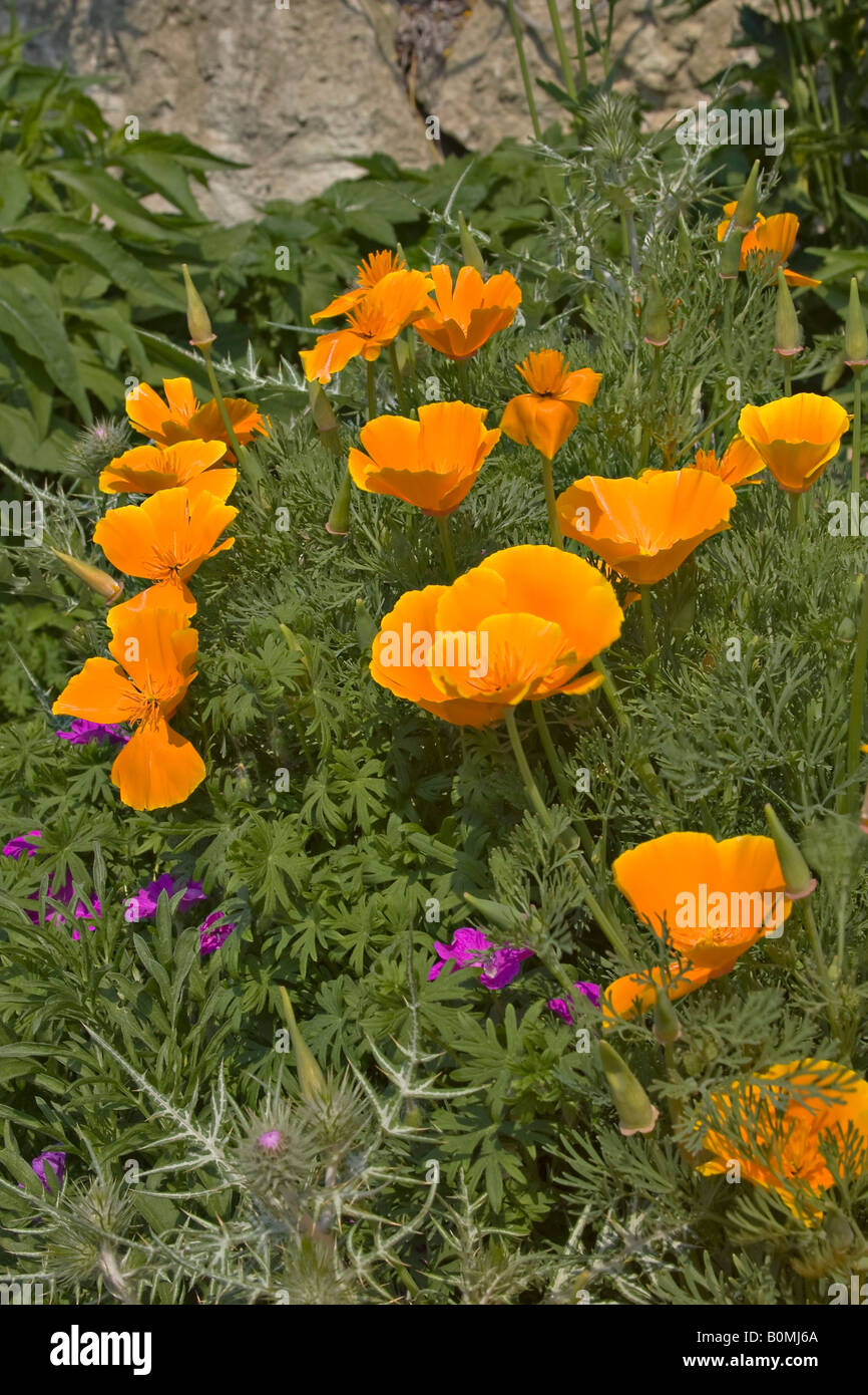 Eine Gruppe kalifornischer Mohn (Escholzia californica), die im späten Frühling in Großbritannien blüht Stockfoto