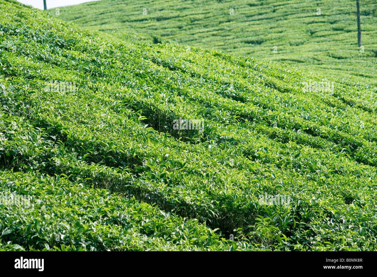 Eine Steigung von Tee Teppich Stockfoto