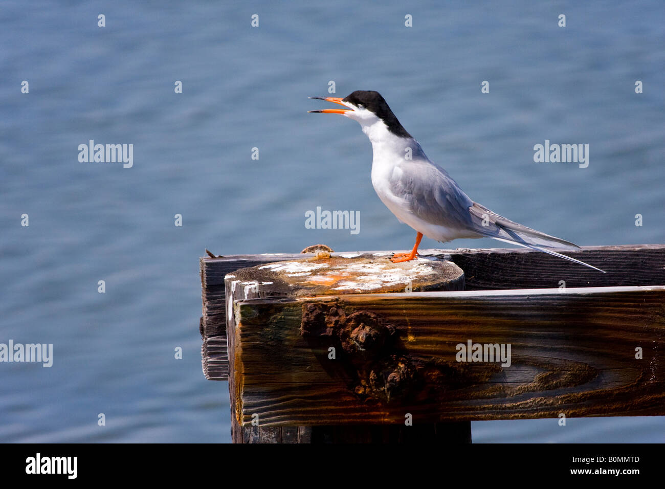 Forster s tern Stockfoto