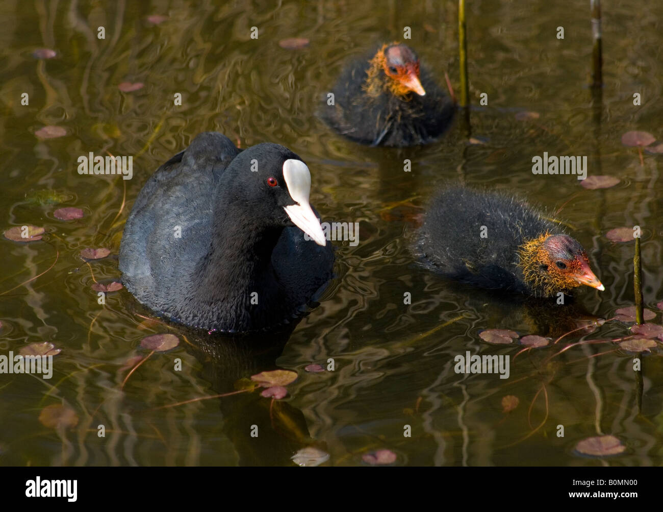 Schwarz-Blässhuhn (Fulica Atra) schwimmen zwischen Seerosen mit ihr neu geschlüpft Küken, noch sportliche ihre Ei-Zähne. Stockfoto