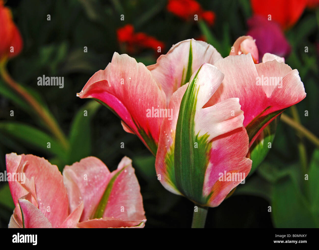Tulipa 'China Town' Stockfoto