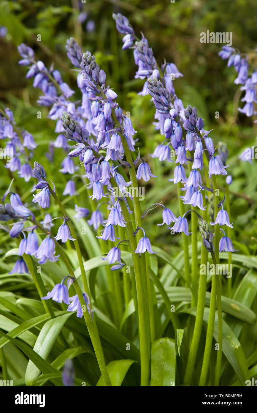 Englische Bluebell Blume (Hyacinthoides non-Scriptus) Wales UK Stockfoto