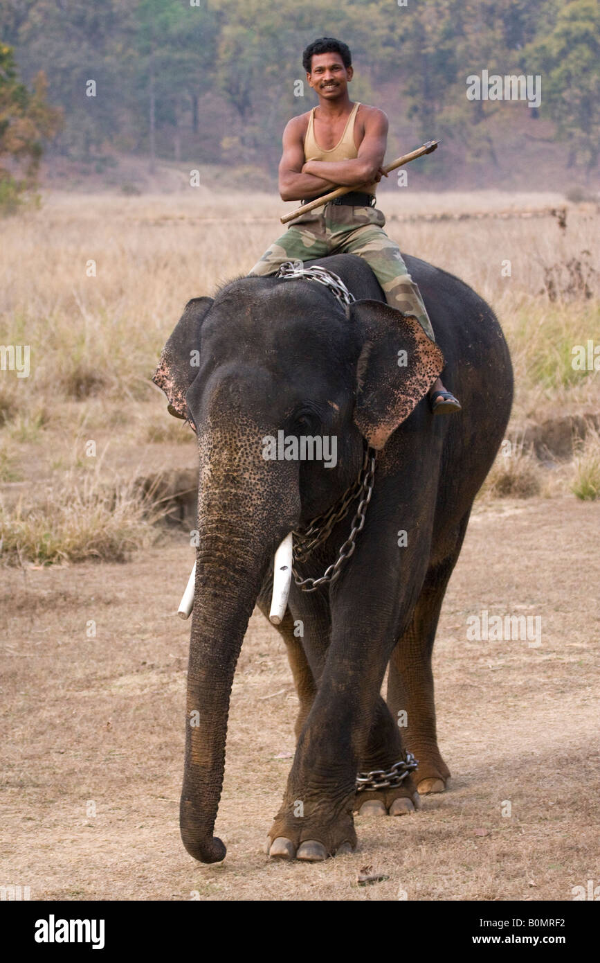 Close up lächelnd männliche Indische Mahout stolz reitet seine Arbeiten Wildlife Safari Elefant in Kanha National Park Madhya Pradesh, Indien Stockfoto