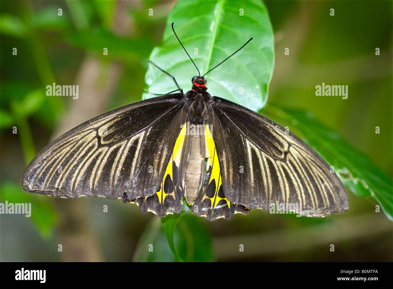 Weibliche gemeinsame Birdwing Schmetterling, Trioden Helena Cerberus Stockfoto