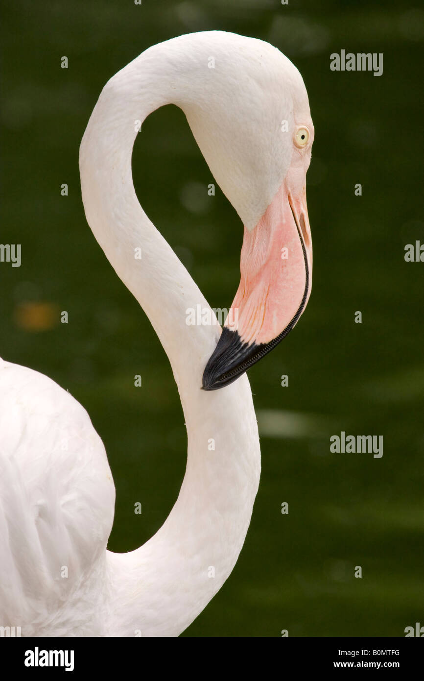 Der Rosaflamingo Phoenicopterus Roseus oder ruber Stockfoto