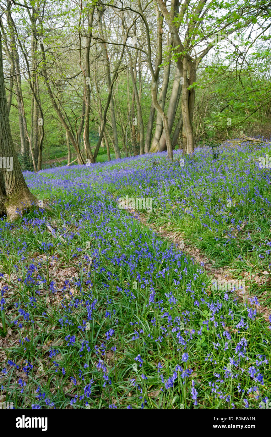 Weg durch Bluebell Holz: Hyacinthoides non Scriptus. Surrey England, Mai Stockfoto