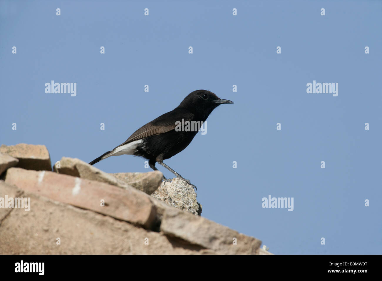 Schwarzen Steinschmätzer Oenanthe Leucura Spanien Frühjahr Stockfoto