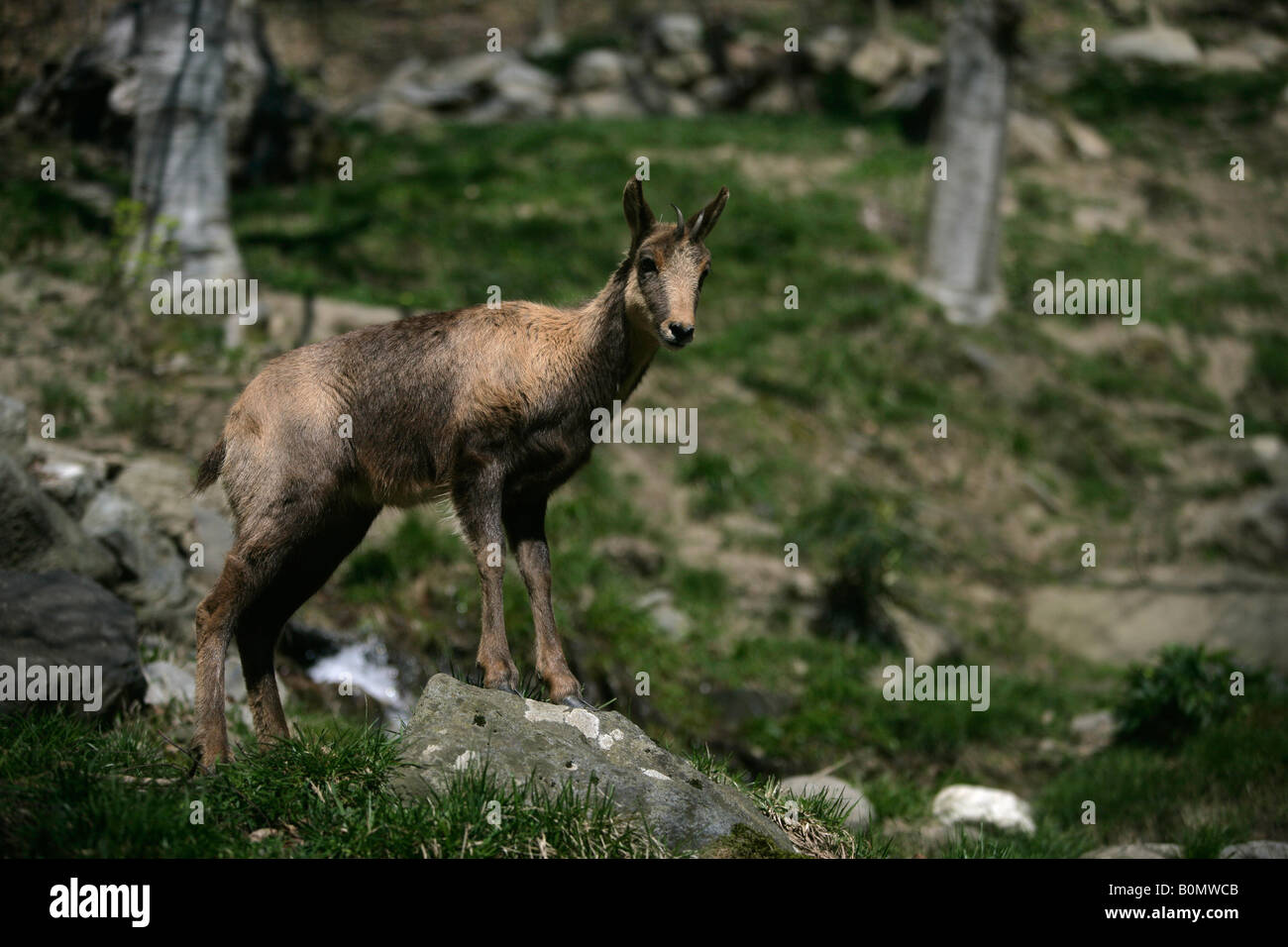 Gämse Rupicapra Rupicapra Spanien Pyrenäen Stockfoto