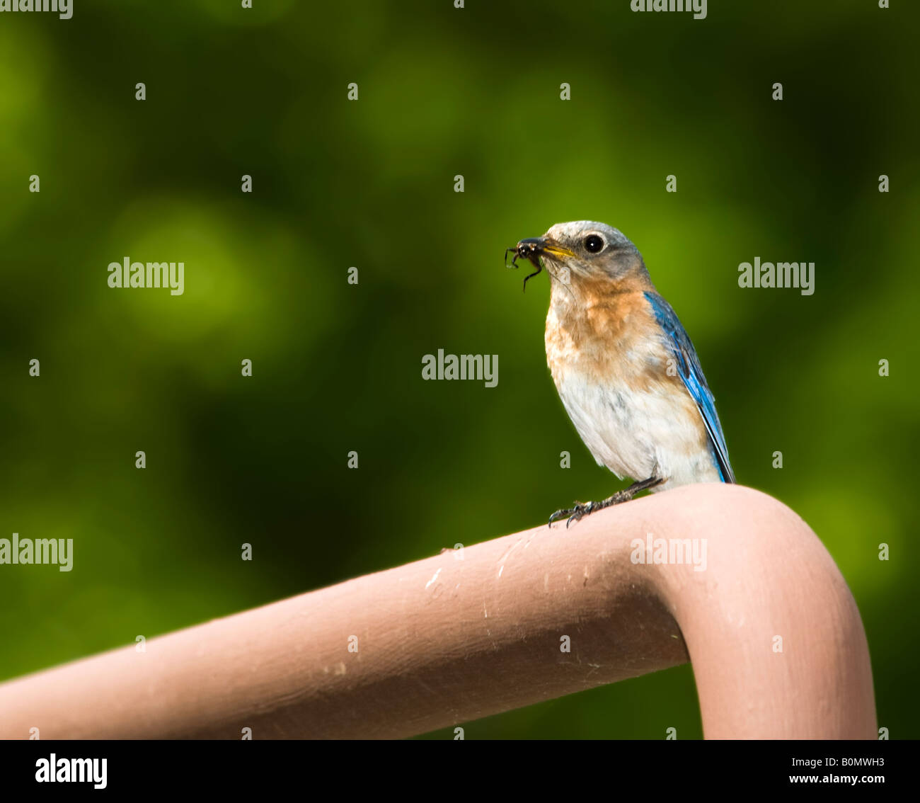 Eine weibliche östliche Bluebird, Sialia Sialis mit Insekten in ihrem Schnabel hocken auf einem Rohr. Oklahoma, USA. Stockfoto