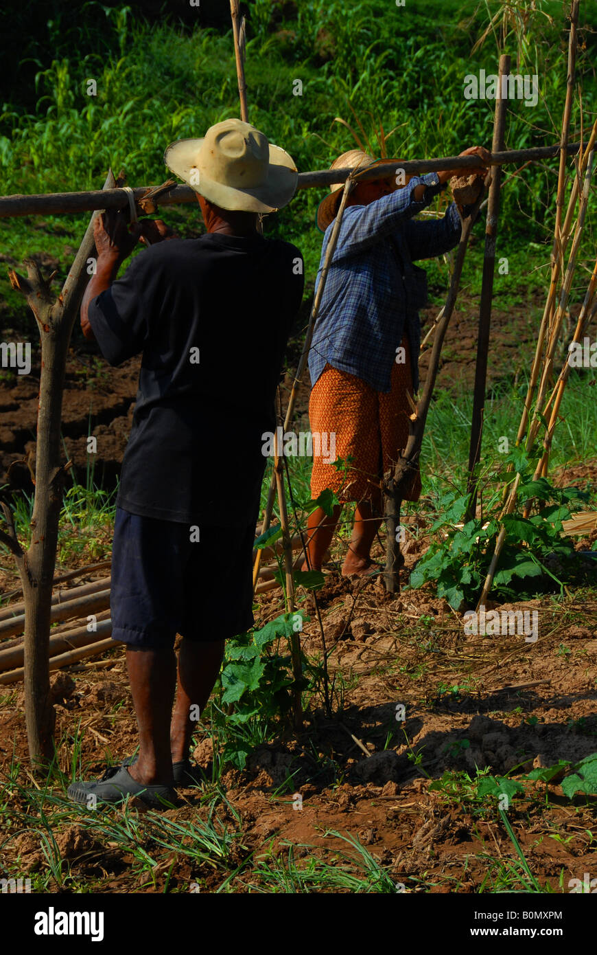 Landwirte im Nord-Osten-thailand(isan) Stockfoto