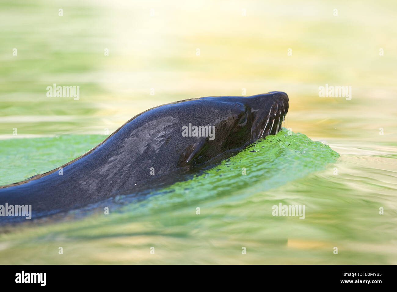 Südafrikanischer Seebär oder Cape Seebär - Arctocephalus percivali percivali Stockfoto