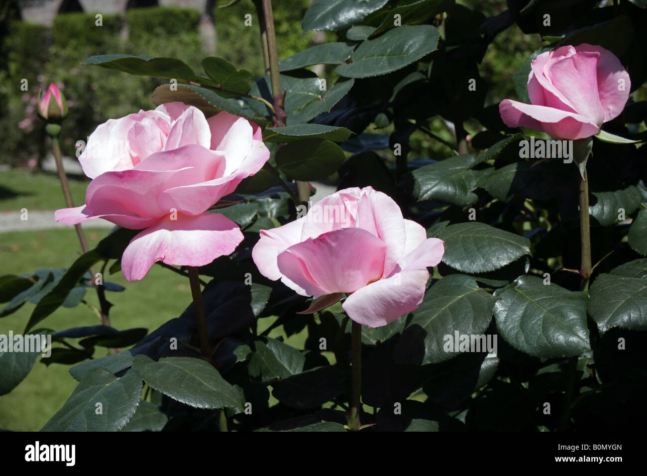 Tee-Rosen in einem toskanischen Garten Stockfoto