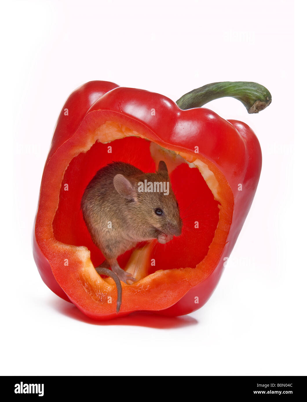 Kleine graue Maus versteckt in einer Peperoni Stockfoto