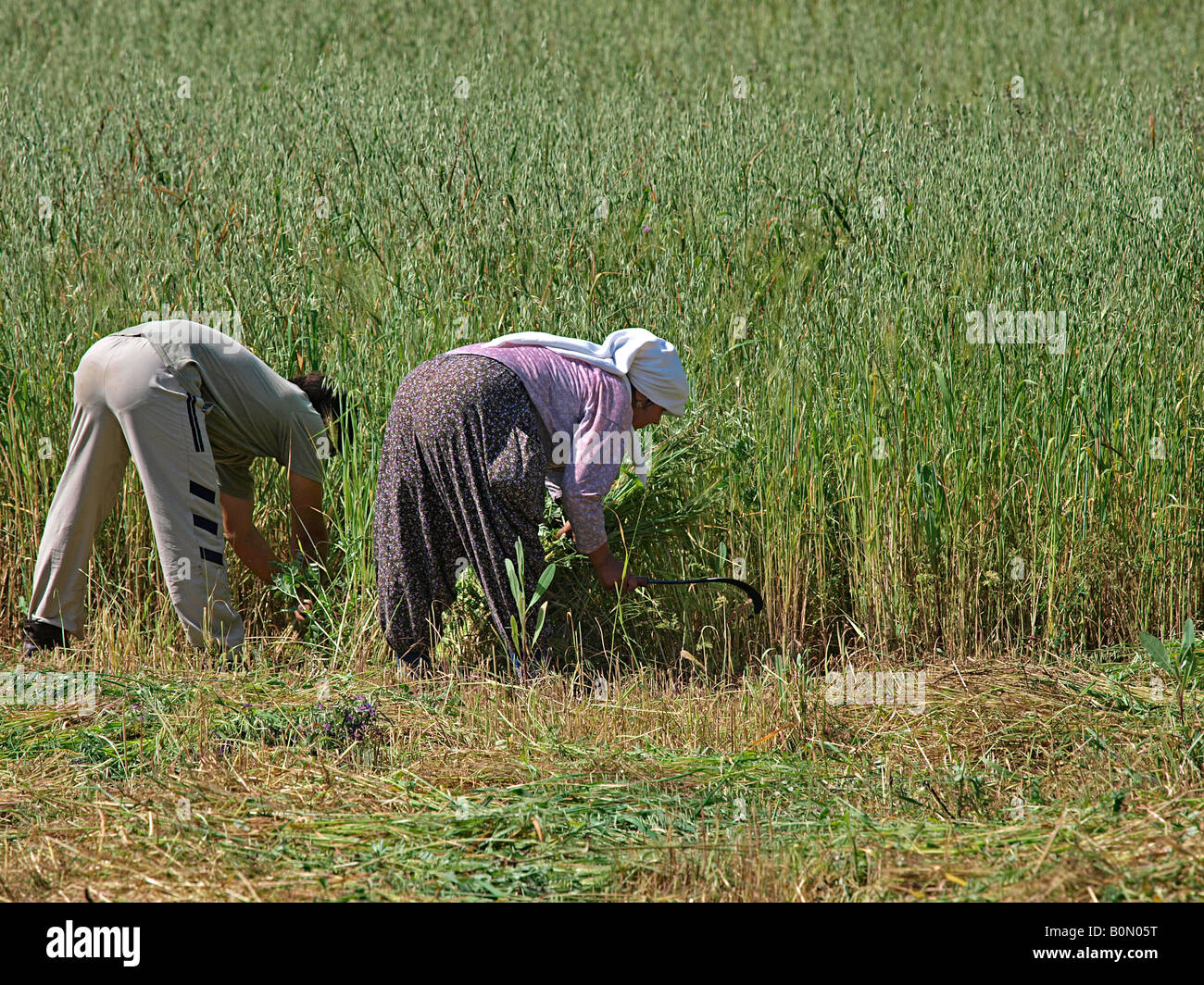 Zwei Landarbeiter Schneiden von Gras für Heu Erntegut von Hand mit der Sense Armutalan, Marmaris in der Türkei Stockfoto