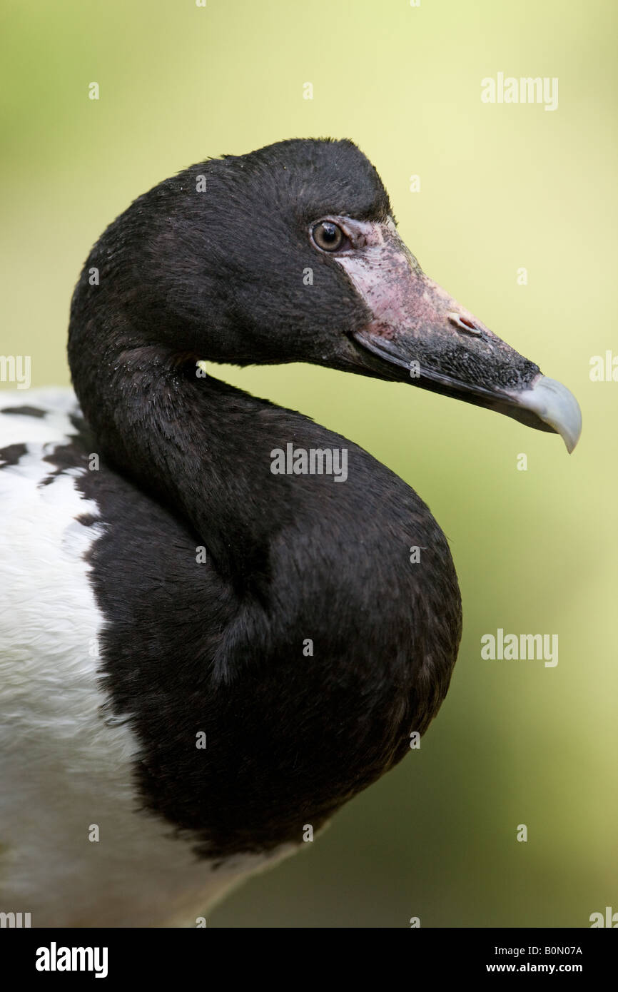 Magpie Goose - Anseranas semipalmata Stockfoto