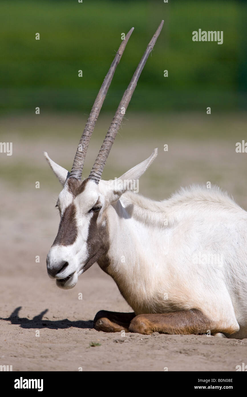 Arabische Oryx-Antilope - Oryx leucoryx Stockfoto
