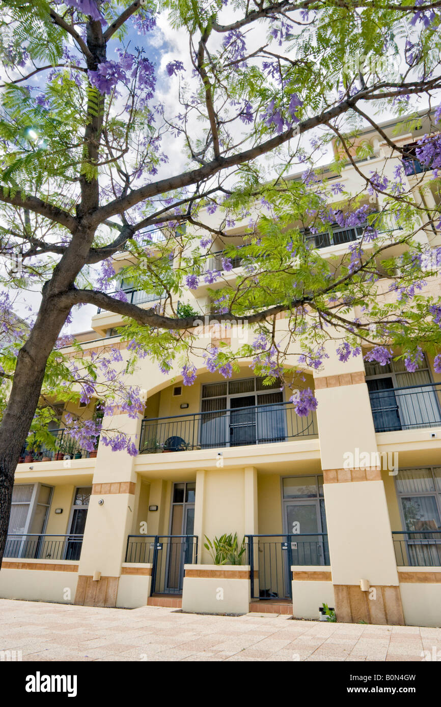 Eine blühende Jacaranda Baum vor ein Luxus-Appartementhaus in der Claisebrook Bucht-Sanierung in East Perth, Westaustralien Stockfoto