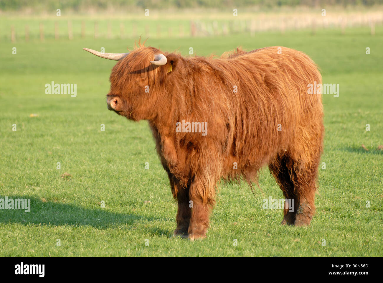 Schottische Rinder auf der Wiese in den Niederlanden Stockfoto