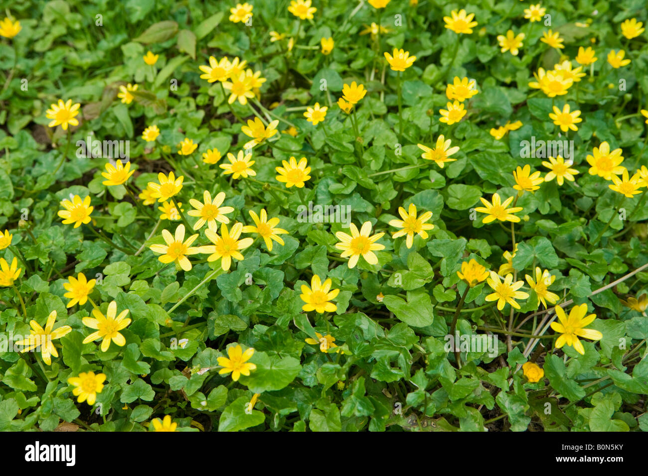 Kleinen Schöllkraut, Ranunculus Ficaria. UK Stockfoto