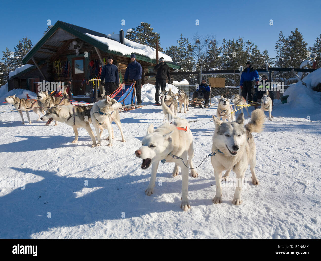 Vier Dogsledges mit sibirischen Huskies wartet auf den Start einer Reise im winterlichen Lappland / nördlichen Schweden Stockfoto