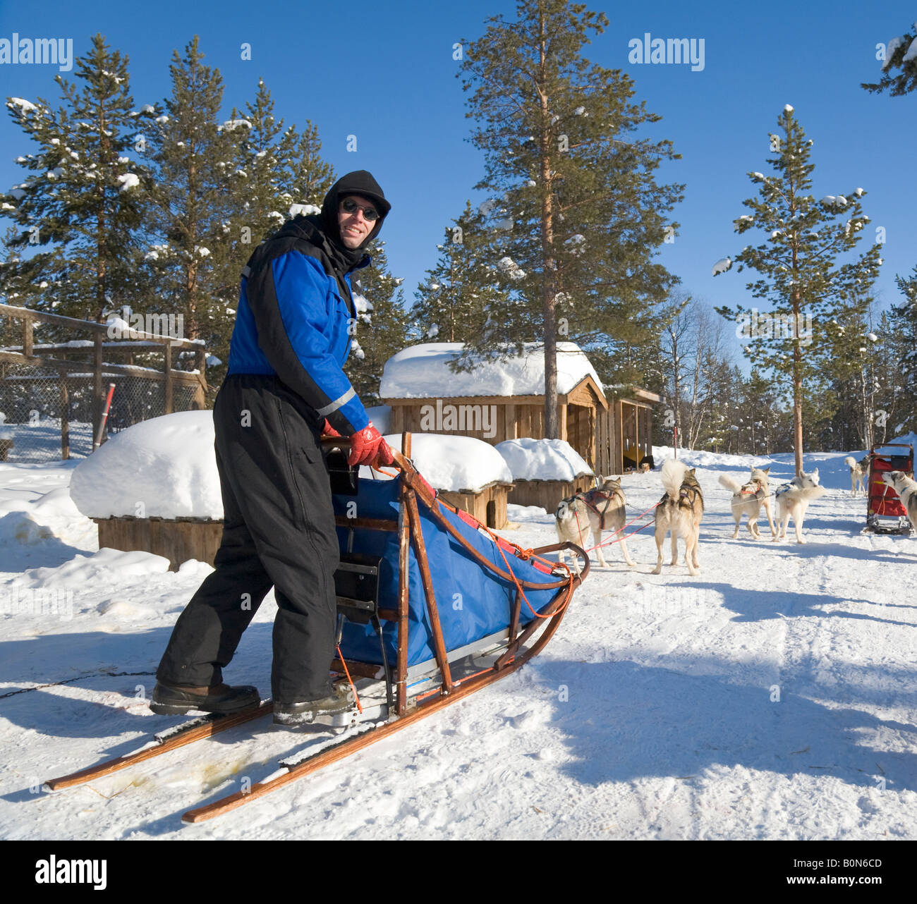 Ein Mann steht auf einem Schlitten auf eine Hurtigrutentickets Fahrt mit sibirischen Huskies in winterlichen Lappland / nördlichen Schweden Stockfoto