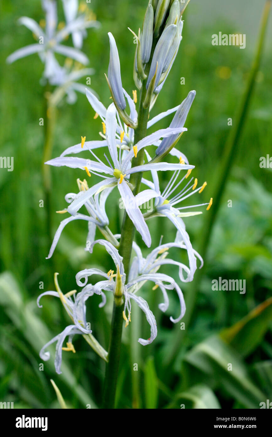 CAMASSIA CUSICKII Stockfoto