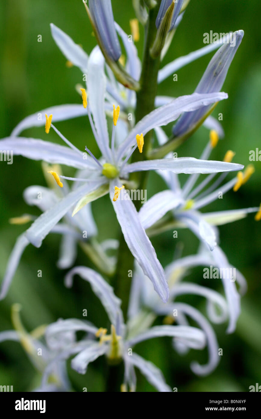CAMASSIA CUSICKII Stockfoto