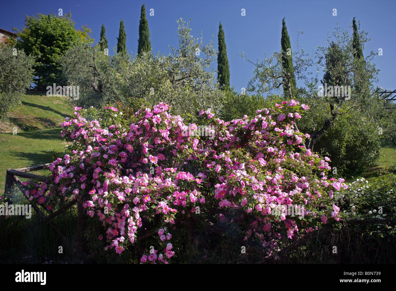 Weitläufigen Rosenbusch in eine toskanische Landschaft in der Nähe von Lucca Toskana Italien Stockfoto