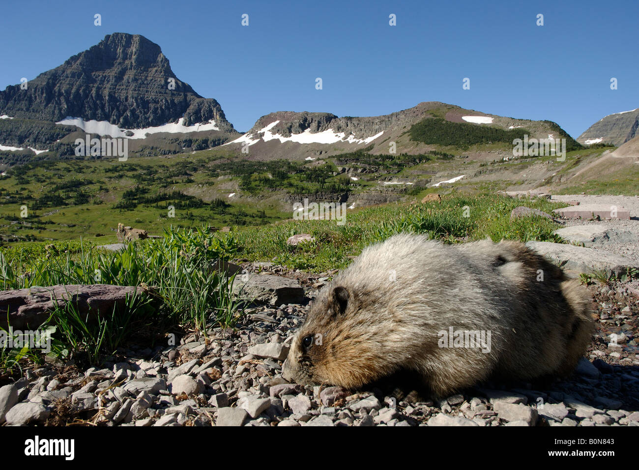 hoary Marmot Marmota Caligata Marmotta Americana Logan Pass Landschaft Paesaggio Glacier National Park Montana USA Nordamerica Am Stockfoto